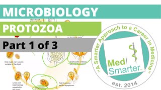 Protozoa  Microbiology  USMLE STEP 1  Part 1 of 3 [upl. by Rasla]