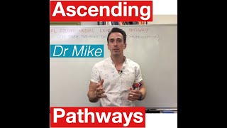 Sensory Pathways MADE EASY [upl. by Racso983]