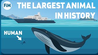 How Large Are Blue Whales Really Size Comparison [upl. by Akyssej]