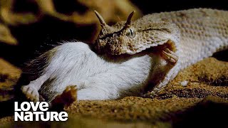 Horned Viper Strikes A Gerbil With Stunning Swiftness [upl. by Dorri76]