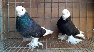 English Longfaced Tumbler Pigeon  Fancy Pigeon Breed  Fancy Pet [upl. by Griselda]