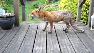 How to help a Fox suffering with Mange  Sarcoptic Mange [upl. by Abdel898]