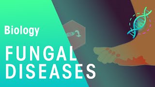 Fungal Diseases  Health  Biology  FuseSchool [upl. by Kovacev]