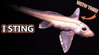 Ghost Shark facts aka Chimaera Facts  Animal Fact Files [upl. by Eddana400]