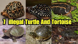 7 Banned Species Of Turtle And Tortoise In India  illegal Variety Of Turtle and Tortoise To Pet [upl. by Noleta]