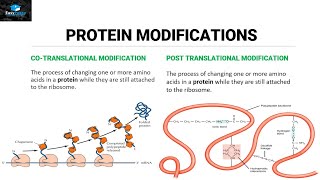 Post Translational Modifications Of Proteins [upl. by Oiuqise]