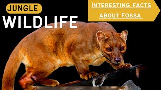 Interesting Facts about Fossa l Madagascars Mysterious [upl. by Ettelrac]