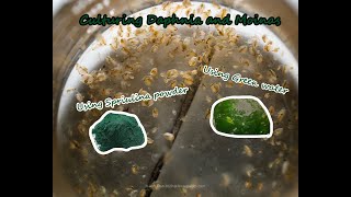 How To Culture Daphnia and Moinas using Green Water Spirulina powder [upl. by Eedrahc573]