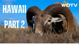 Hawaii Part 2  Mouflon Hybrids [upl. by Annora]