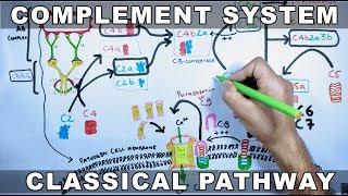 Complement System  Classical Pathway [upl. by Enos]