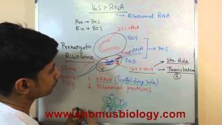 16s rRNA [upl. by Narra]