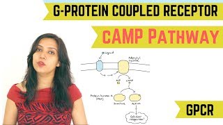 cAMP PATHWAY  GPROTEIN COUPLED RECEPTOR GPCR [upl. by Vanna775]