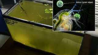 Raising Daphnia for the Freshwater Aquarium [upl. by Ateikan872]