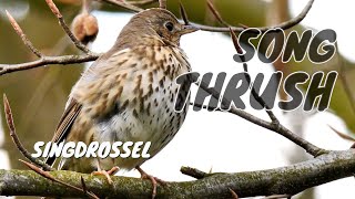 Song Thrush Turdus philomelos  Singdrossel [upl. by Anitsrik]