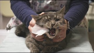 How To Brush Your Cats Teeth at Home [upl. by Arita]