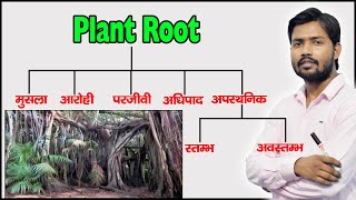 Plant Root and Their Types  Function of Root  Modified Root  in Hindi [upl. by Ellennej]