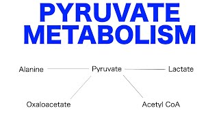 Pyruvate Pathways amp Metabolism [upl. by Adnoyek581]