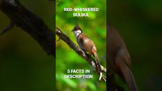 A REDWHISKERED BULBUL ON A TREE [upl. by Yatnwahs]