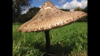 Parasol Mushroom Identification Macrolepiota procera [upl. by Mersey]