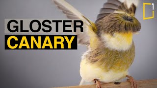 Gloster Canary  The Perfect Pet Bird [upl. by Adnylem]