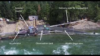 First Time in 100 Years  Whooshh Moves Salmon Over Cle Elum Dam [upl. by Urion]